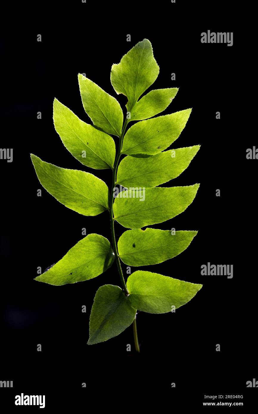 Asiatischer Netvein Hollyfern, asiatischer Netvein Holly Farn, Fortune's Holly Farn (Cyrtomium fortunei), obere Seite des Blattes vor schwarzem Hintergrund, Stockfoto