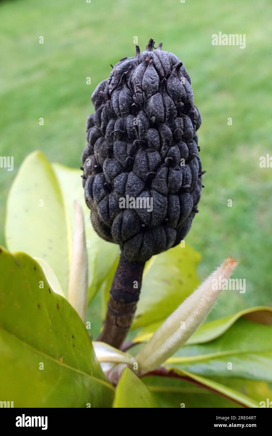 Südliche Magnolie, Bullenrochen, Evergreen Magnolia (Magnolia grandiflora), Obst, Frankreich Stockfoto