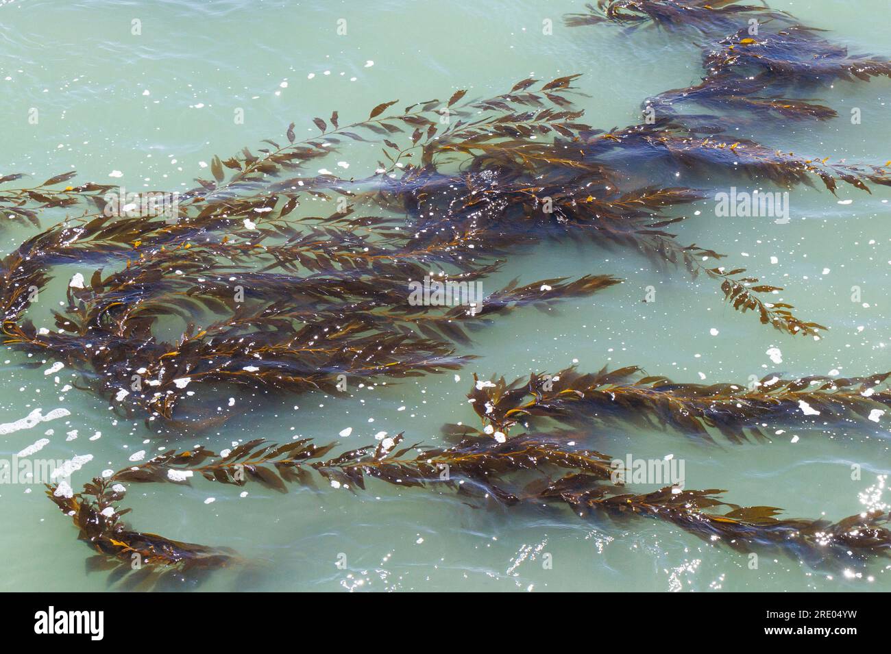 Seetang-Blätter treiben auf der Wasseroberfläche, USA, Kalifornien, Monterey Stockfoto