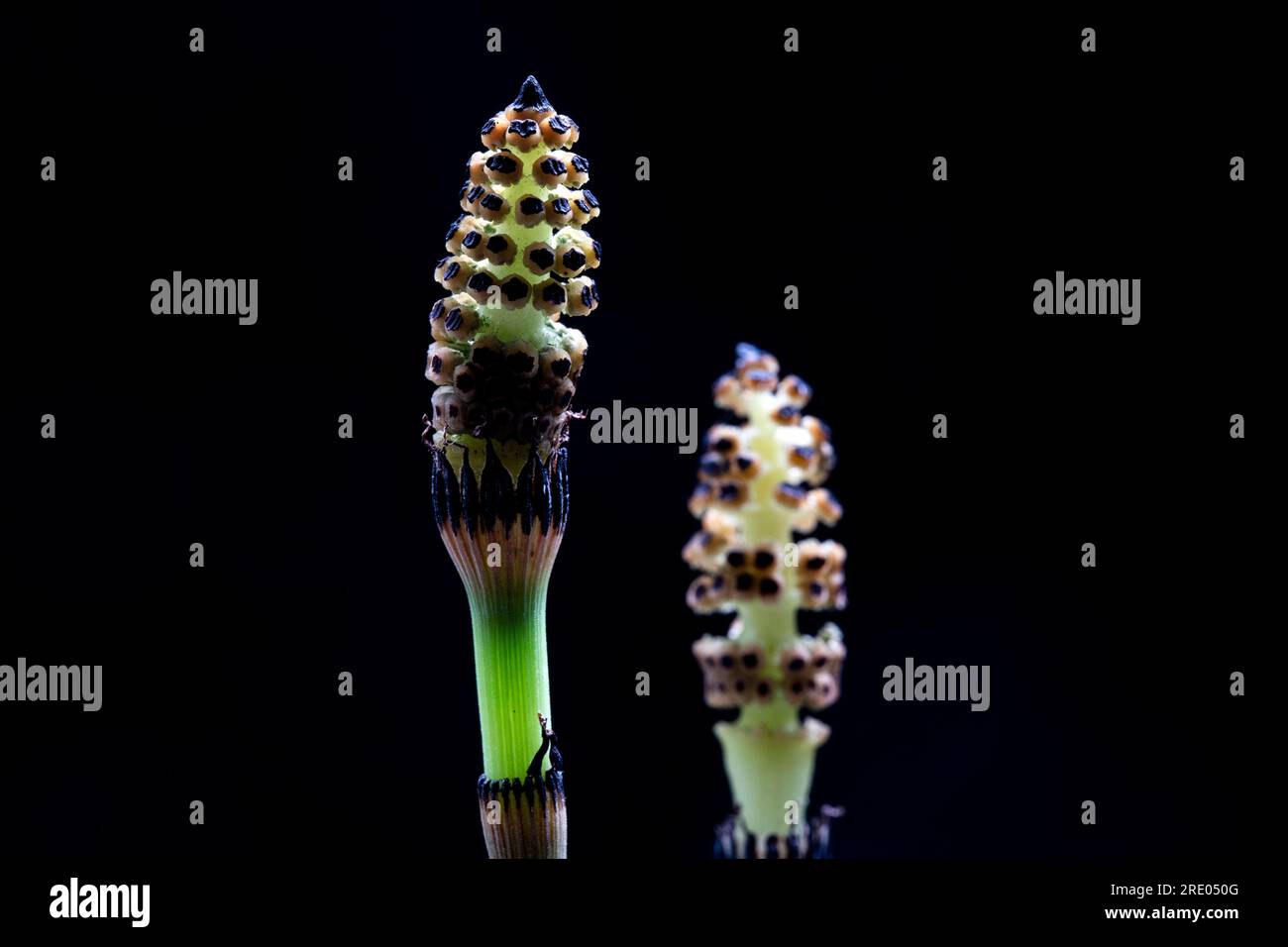 Schachtelhalm, Scheuereis (Equisetum hyemale), Zapfen vor schwarzem Hintergrund, Niederlande Stockfoto