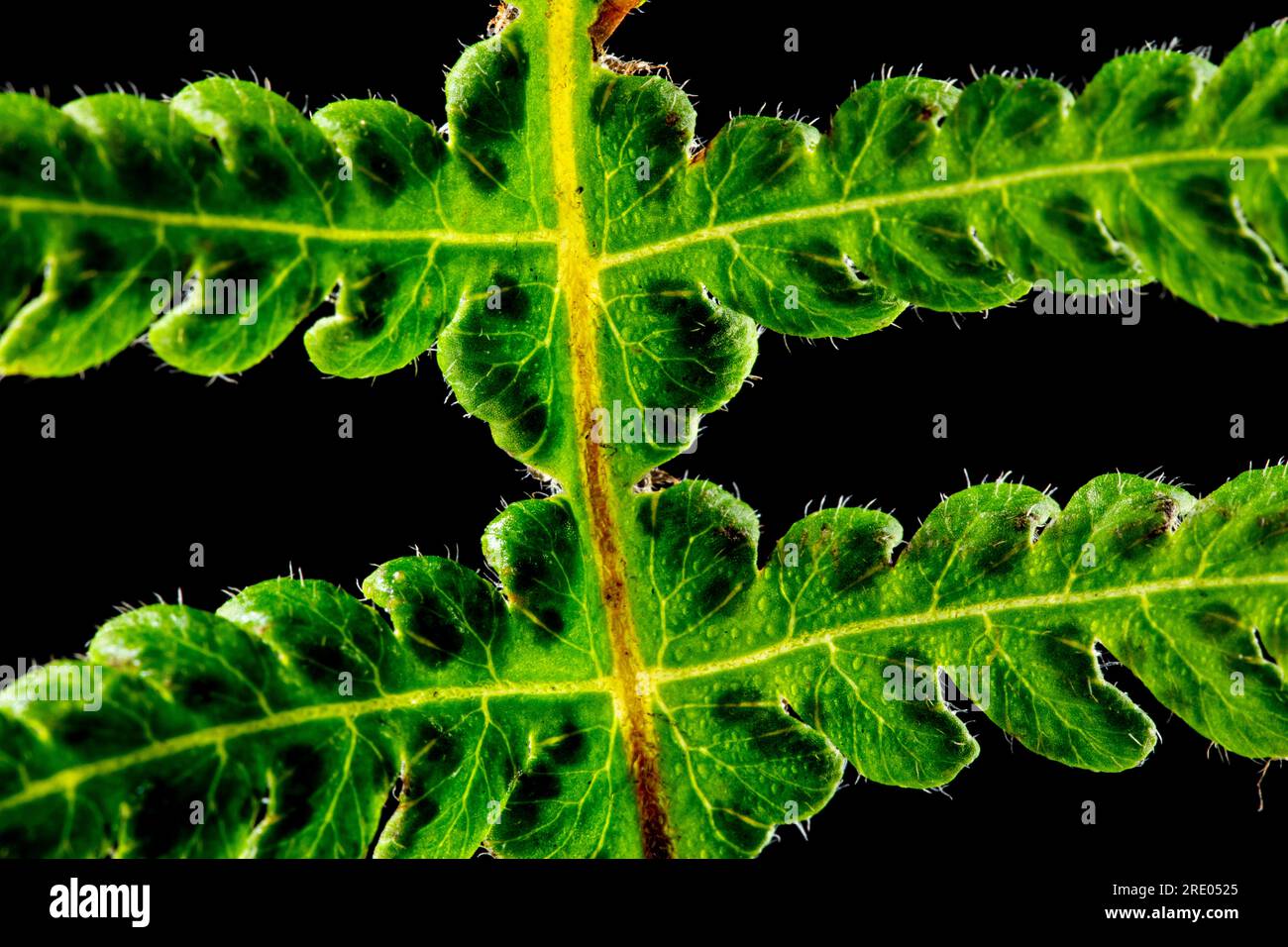 Schmaler Buchenfarn, nördlicher Buchenfarn (Phegopteris connectilis, Thelypteris phegopteris), Blatt-Detailblätter vor schwarzem Hintergrund, Niederlande Stockfoto