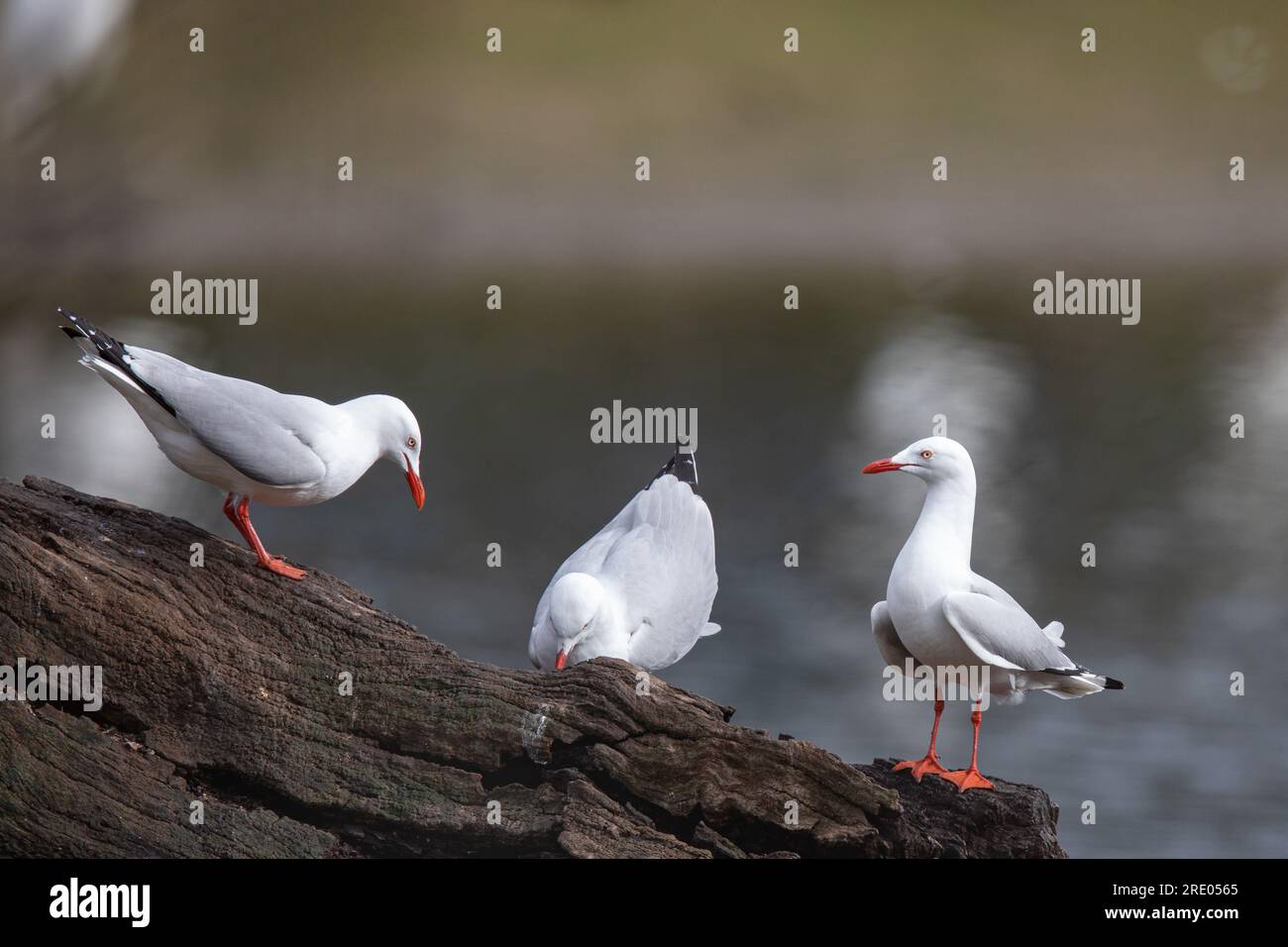 Silbermöwe (Chroicocephalus novaehollandiae, Larus novaehollandiae), drei Silbermöwen auf einem Baumstamm, Australien, Südostaustralien Stockfoto