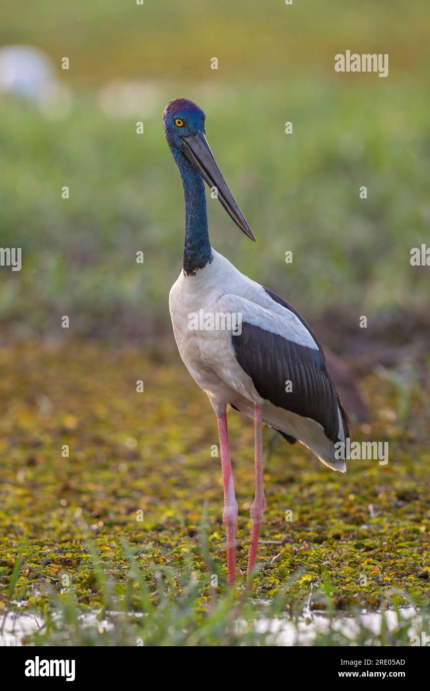 Schwarzhalsstorch (Ephippiorhynchus asiaticus), an der Küste, Australien, Northern Territory, Kakadu Nationalpark Stockfoto