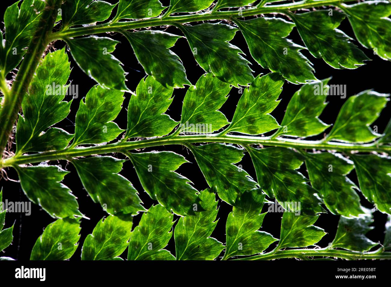 Weicher Schildfarn (Polystichum setiferum), Flugblätter vor schwarzem Hintergrund, Niederlande Stockfoto