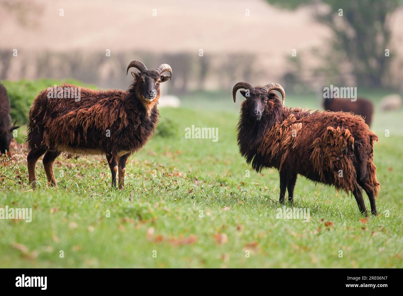 Zwei süße hebridische Schafe mit Hörnern auf einem Feld und einem zwielichtigen Wollmantel. Ich schaue in die Kamera Stockfoto