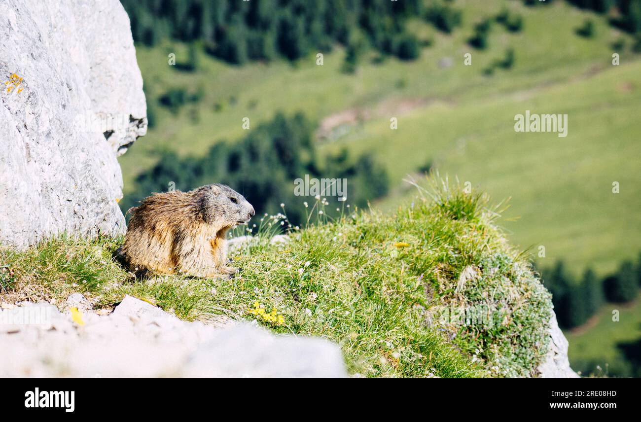 Das alpine Murmeltier (Marmota marmota), ein großes Eichhörnchen in Val Gardena, Italien, 7. Juli 2023. (CTK-Foto/Jiri Vatka) Stockfoto