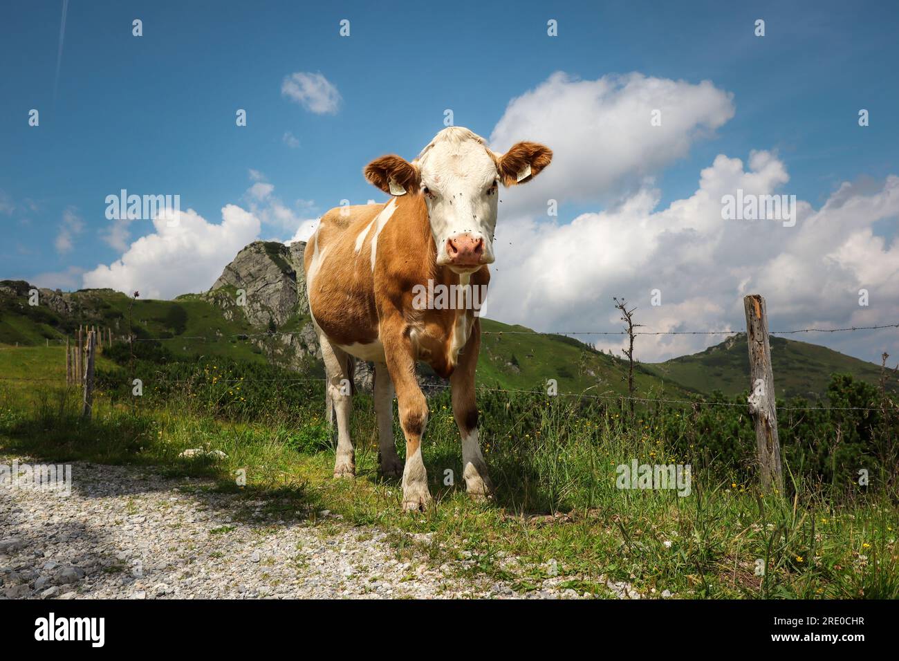 Fleckvieh-Hausrinder in Osterreich. Die braune und weiße Kuh steht am Sommertag im Freien in Europa. Stockfoto