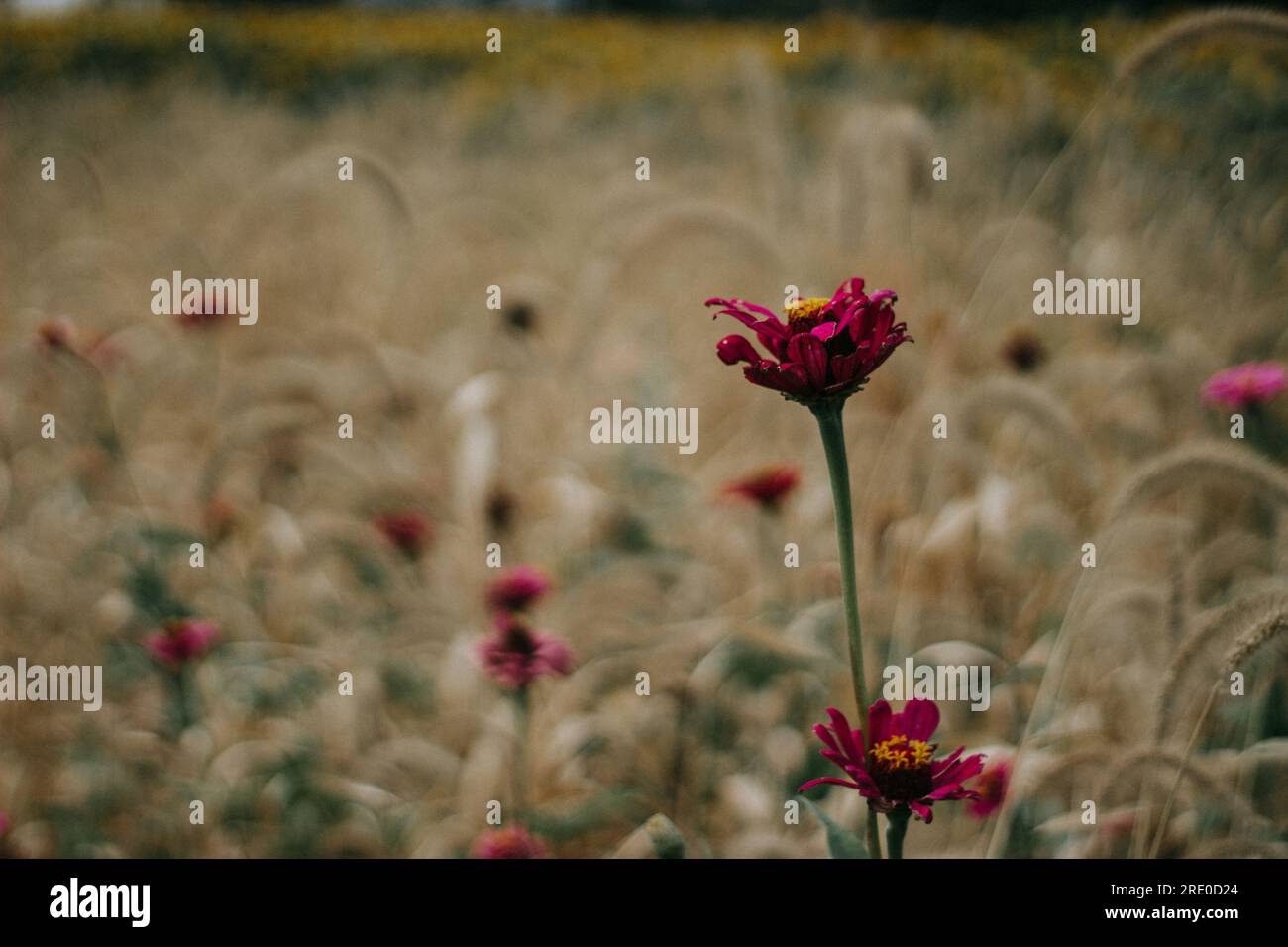 Wildblumen Stockfoto