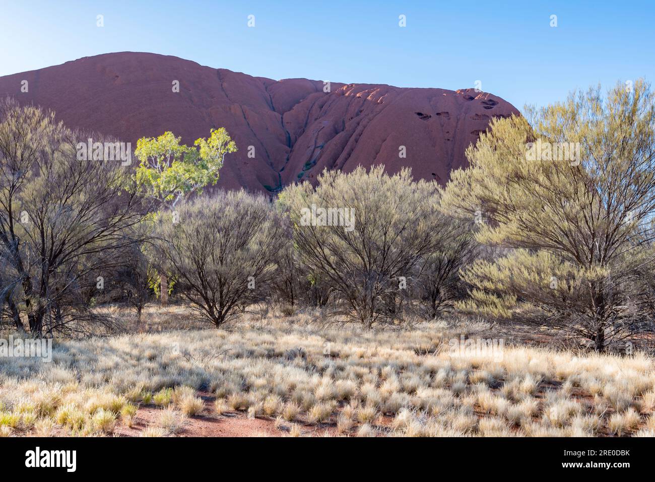 Ein Bild verschiedener Mulga-Bäume und Spinifexgras neben dem Uluru (Ayers Rock) in einem nicht empfindlichen Teil des Felsens in Zentralaustralien Stockfoto