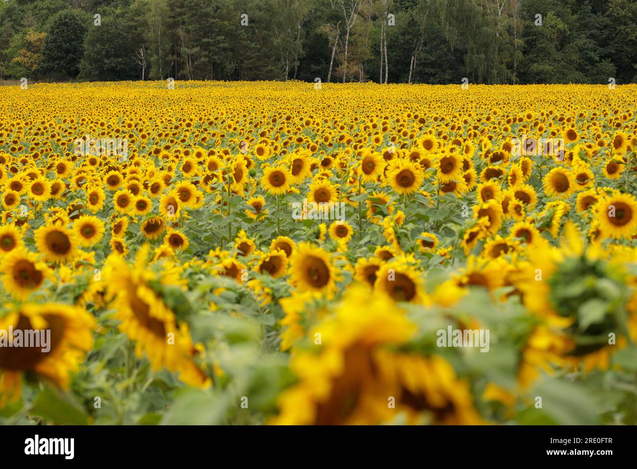 Ein großes Feld mit gelben Sonnenblumenblumen. Stockfoto