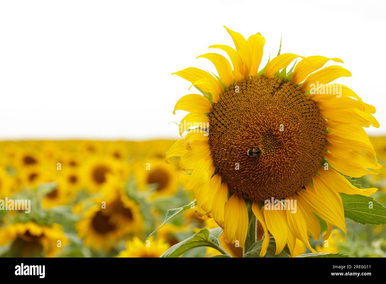 Sonnenblumendetail, Feldeinstellung, hellgelb, Textkopierbereich. Stockfoto