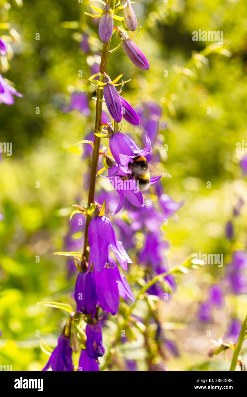 Campanula und Biene Stockfoto