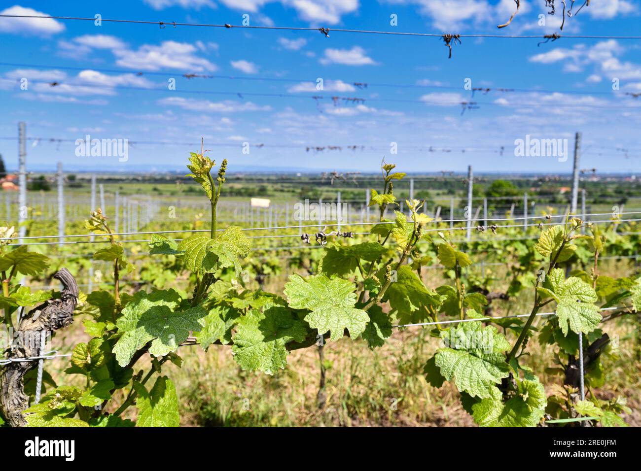 Weinberge in Rheinland-Pfalz, Deutschland Stockfoto