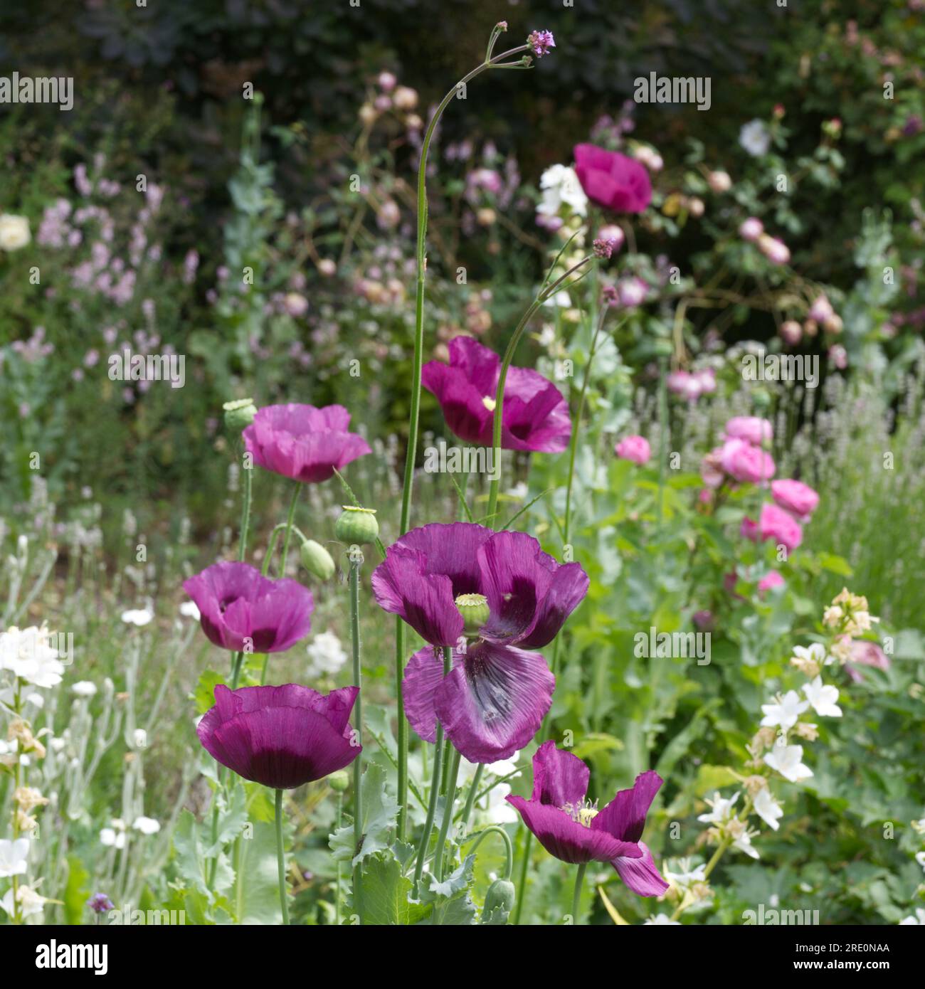 Sommergartenszene mit Opiummohn, Papaver somniferum, Rosen, weißer campanula, Verbena bonariensis und anderen Blumen im britischen Garten Juni Stockfoto