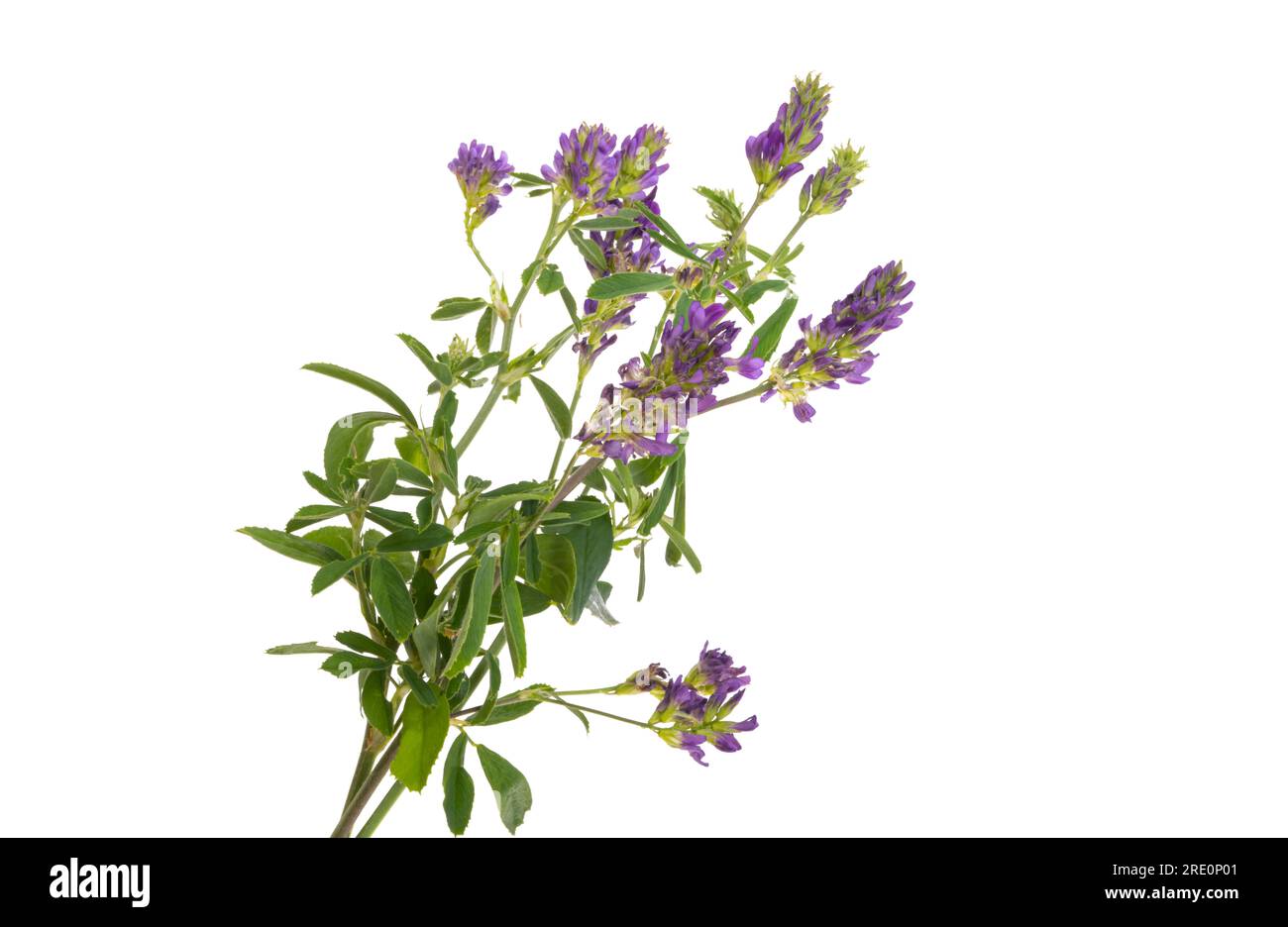 Alfalfa-Blume isoliert auf weißem Hintergrund Stockfoto