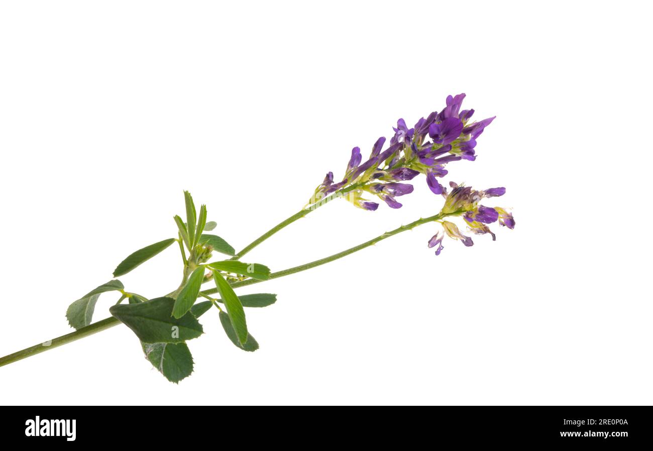 Alfalfa-Blume isoliert auf weißem Hintergrund Stockfoto