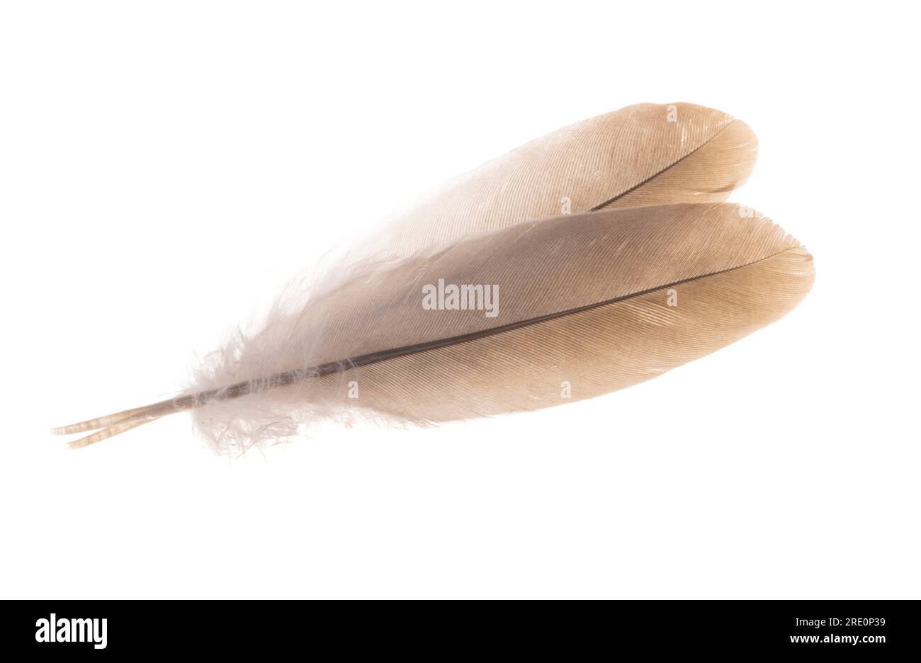 Vogelfeder auf weißem Hintergrund Stockfoto