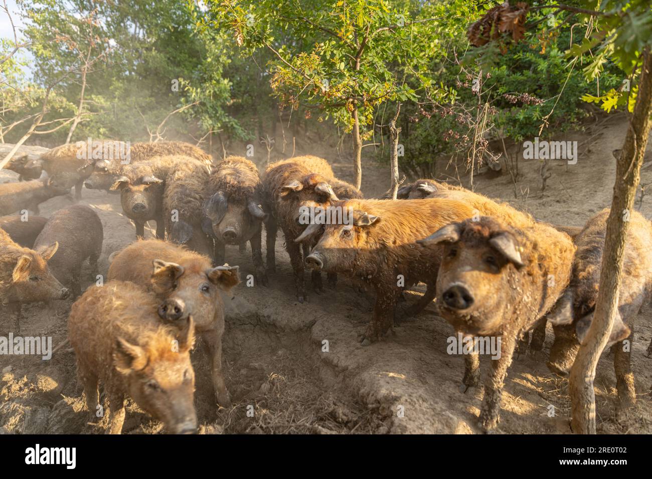 Herde ungarischer Mangalica-Schweine. Private Schweinezucht. Stockfoto