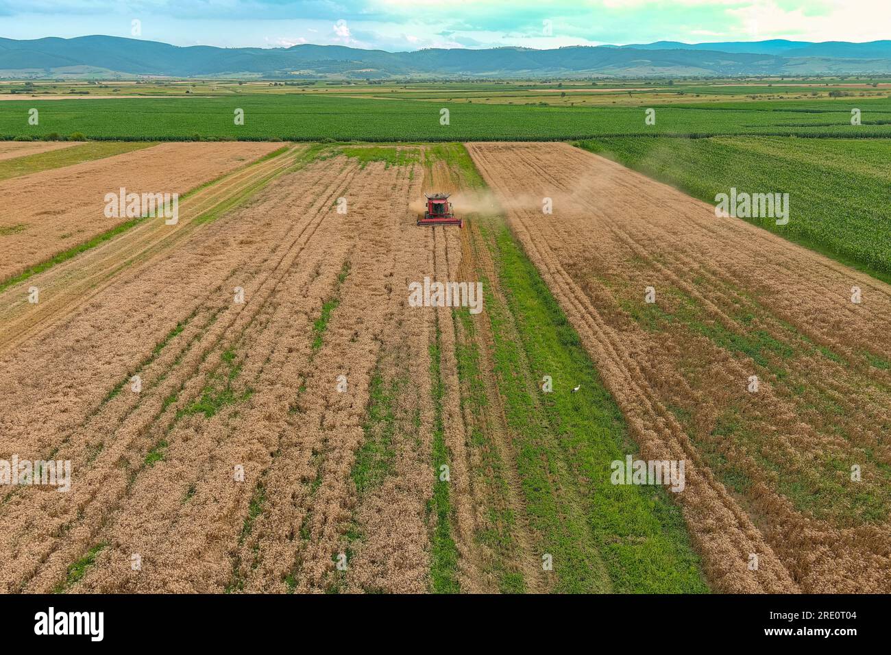 Mähdrescher, Landmaschinen, die goldreife Weizenfelder ernten. Luftaufnahme Landwirtschaft Stockfoto