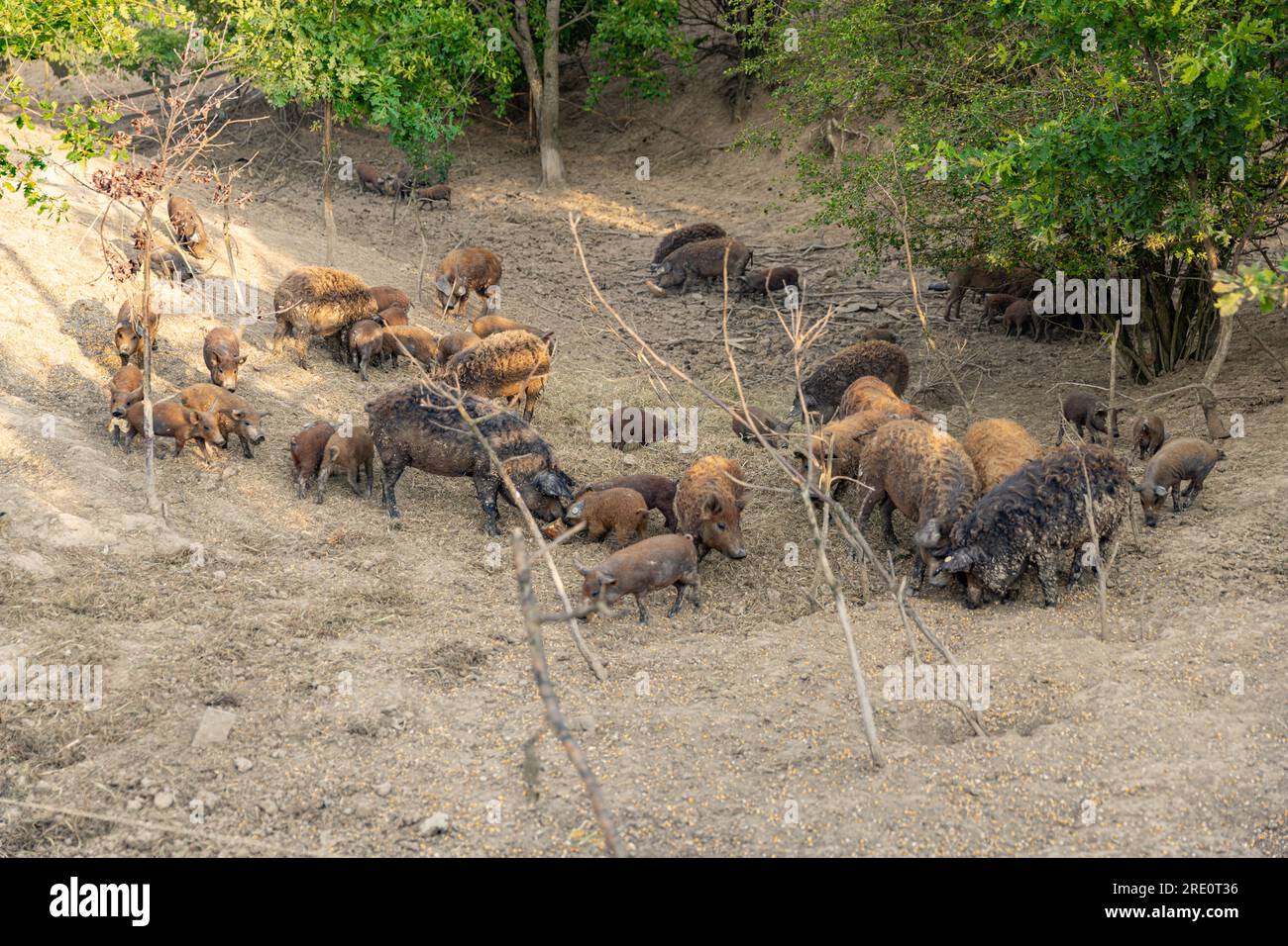Hausschweine der ungarischen Mangalica-Rasse. Herde von Mangalica-Schweinen Stockfoto