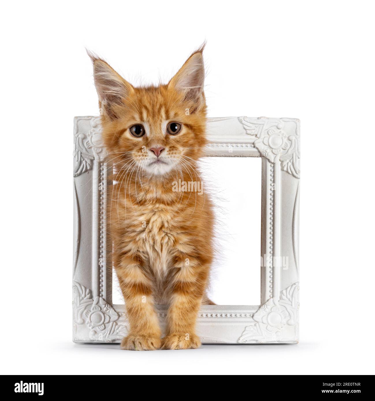 Süßes rotes Maine Coon Katzenkätzchen, stehend durch weißen Bilderrahmen. Blick auf die Kamera. Isoliert auf weißem Hintergrund. Stockfoto