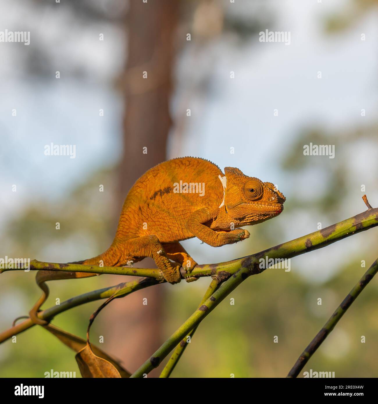 Braunes Chamäleon auf einem Ast mit Bäumen im Hintergrund, Madagaskar, Afrika. Stockfoto