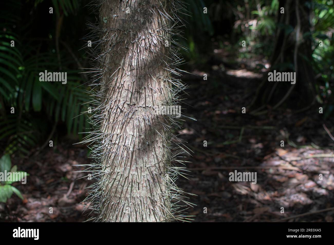Stacheln im tropischen Regenwald Stockfoto