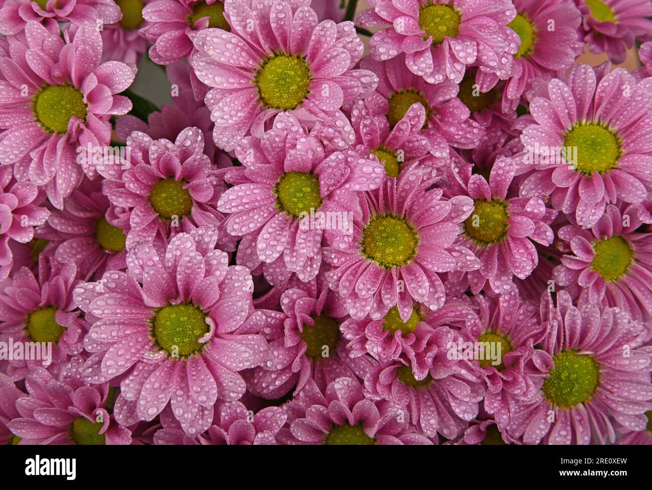 Nahaufnahme Hintergrundmuster aus frischen rosa Chrysanthemen oder marguerite Blumen mit Wassertropfen nach dem Regen, erhöhte Ansicht von oben, direkt oben Stockfoto