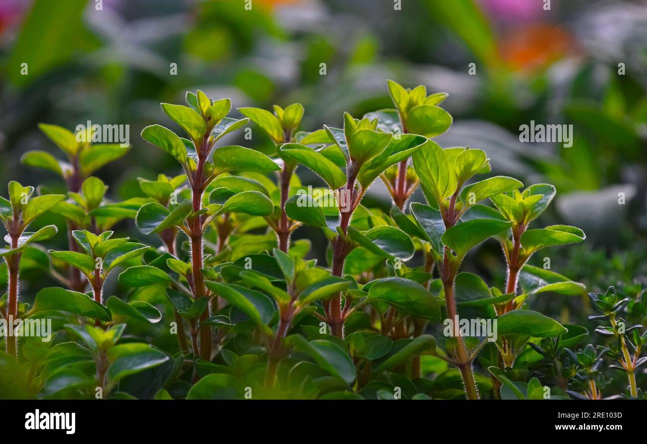 Nahaufnahme grüner frischer süßer Majoran (Origanum majorana) würzige Kraut-Sprossen, die wachsen, Ansicht aus der Nähe Stockfoto