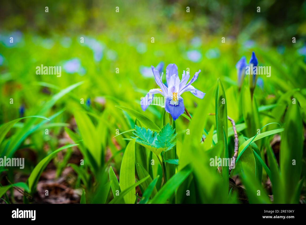 Zwergblüte Iris im Kentucky Wald im Frühling Stockfoto