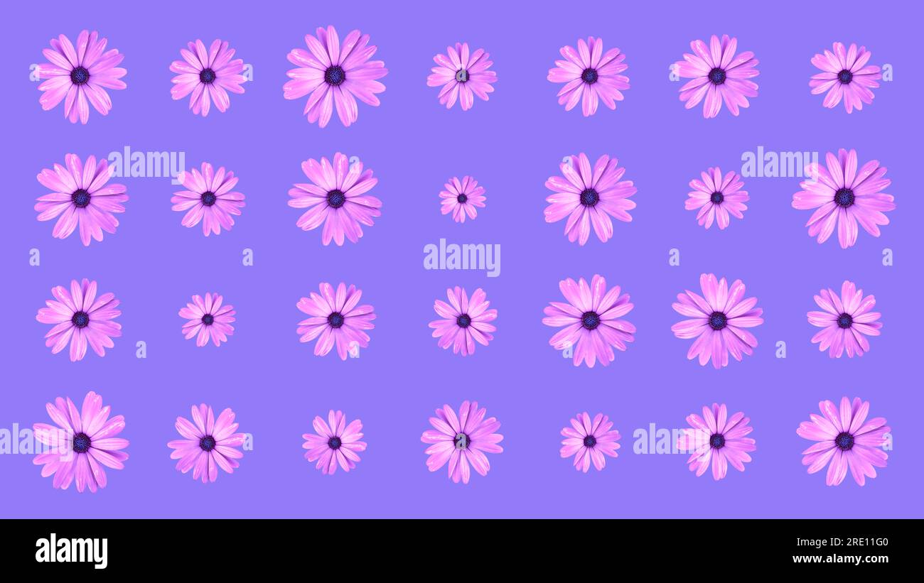 Blumenmuster von rosa afrikanischen Gänseblümchen auf lila Hintergrund. Draufsicht auf flache Gänseblümchen. Stockfoto