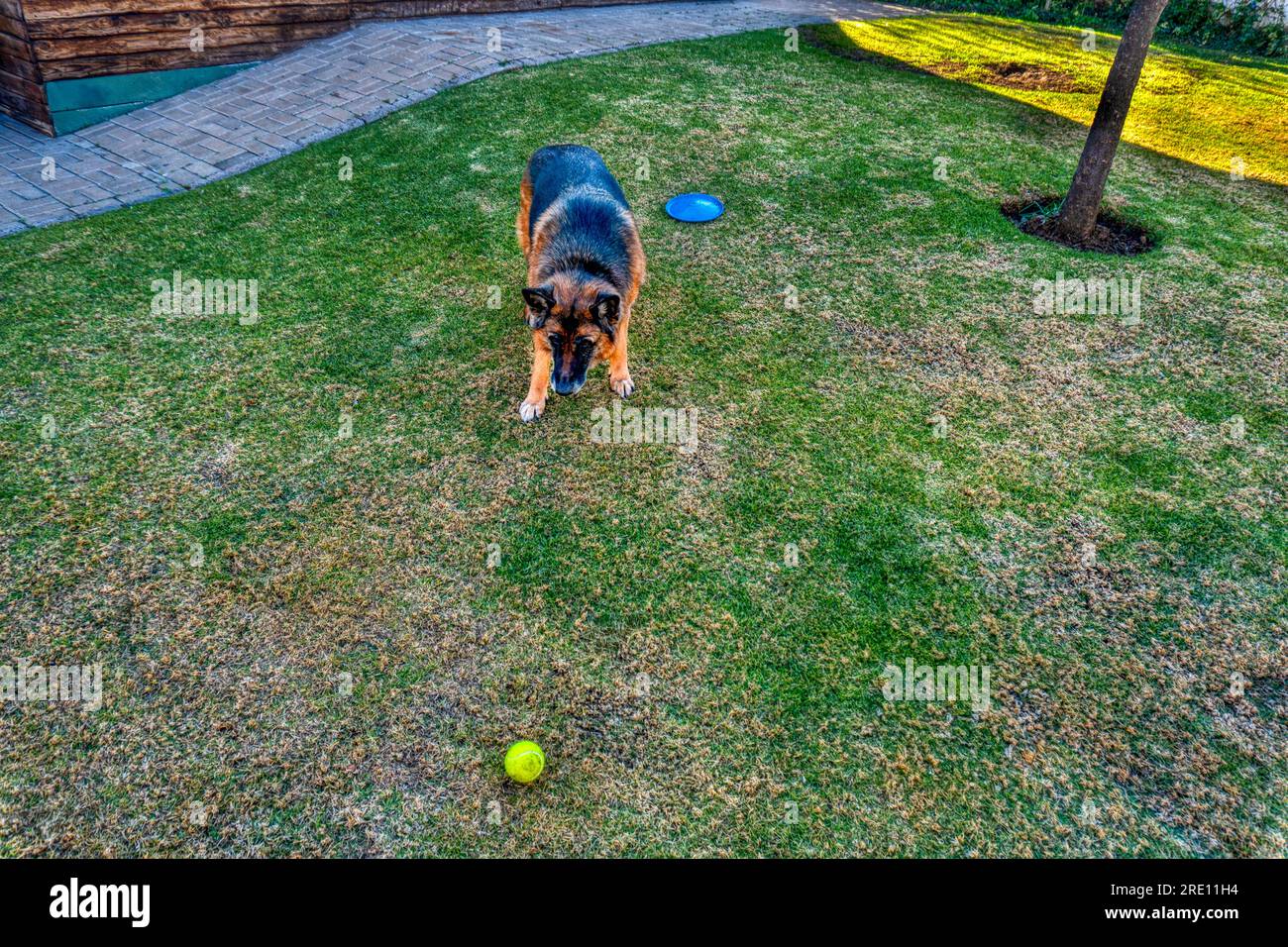 Deutscher Schäferhund, der mit einem Tennisball spielt, im Garten auf dem Rasen Stockfoto