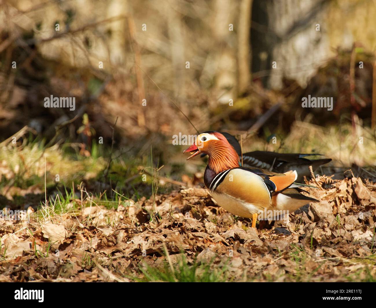 Mandarinente (Aix galericulata) drake mit einer Eichel im Schnabel, die aus Laubstreu im Wald der englischen Eiche (Quercus robur), Forest of Dean, Vereinigtes Königreich, gespeist wird Stockfoto