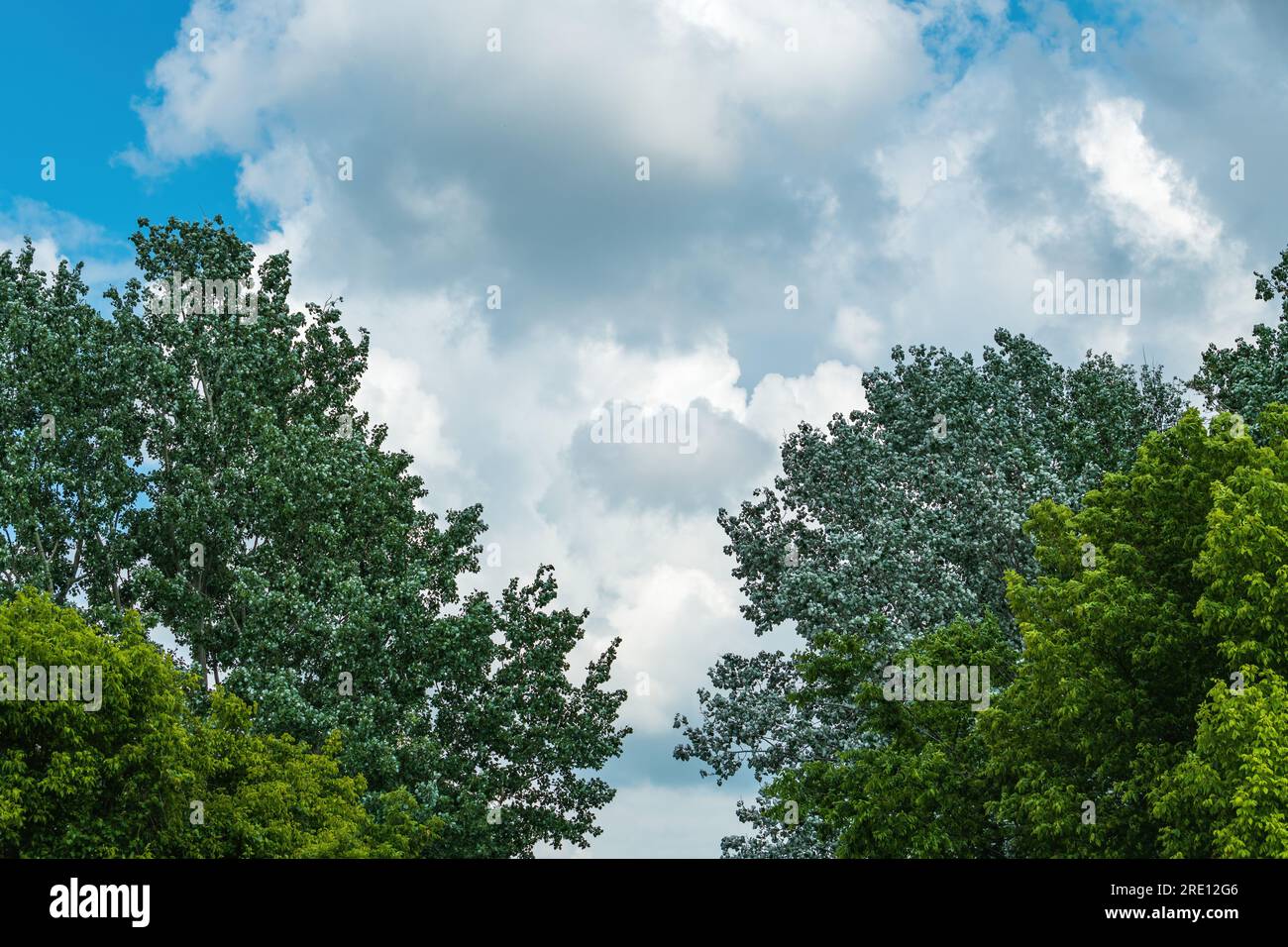 Üppig grüne Baumwipfel mit weißer Kumuluswolke im Hintergrund, wunderschöne Sommerlandschaft Stockfoto