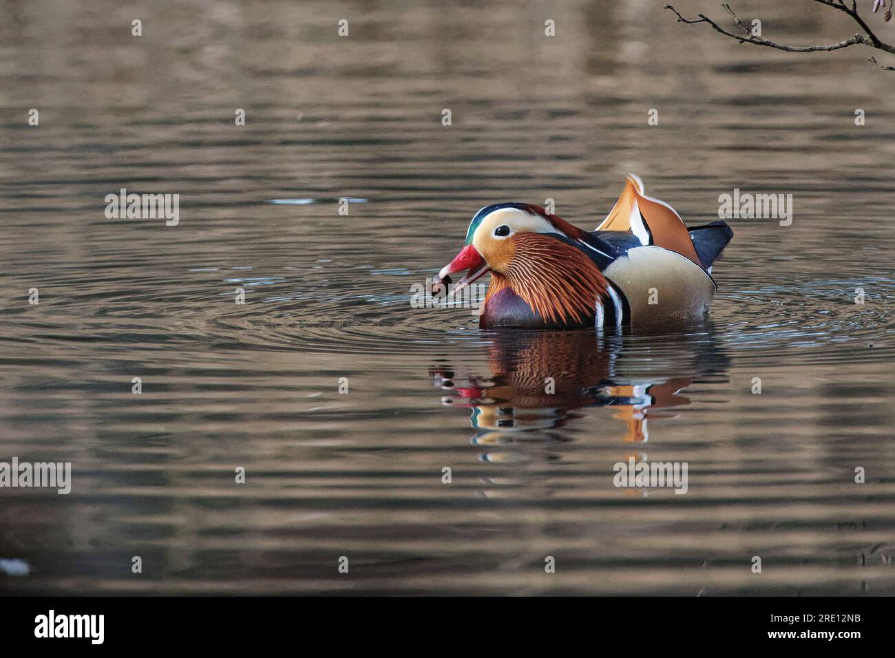 Mandarinente (Aix galericulata) drake schwimmt mit einer Eichenschlange (Quercus robur), nach der sie in einem Waldteich getaucht ist, Forest of Dean, Gloucestershire, Großbritannien. Stockfoto