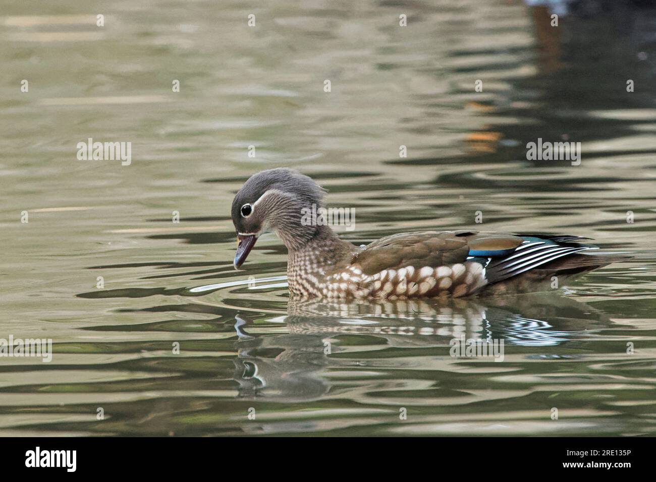 Mandarinente (Aix galericulata), weiblich, die nach unten blickt, während sie nach gefallenen Eicheln in einem Waldteich forscht, Forest of Dean, Gloucestershire, Großbritannien Stockfoto