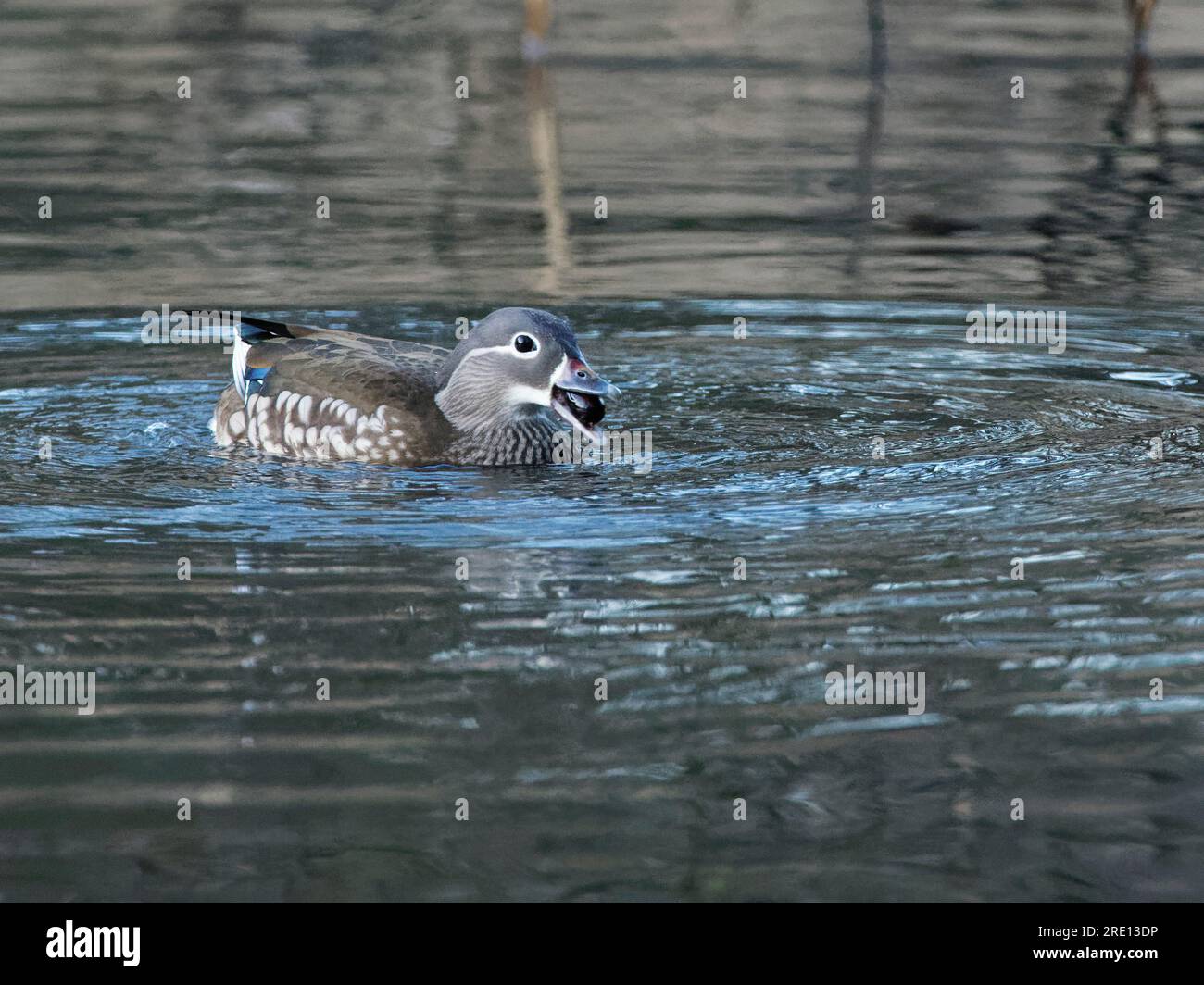 Mandarinente (Aix galericulata), weiblich, die mit einer Eichenschorne (Quercus robur) schwimmt, nach der sie in einem Waldteich, Forest of Dean, Glos, Großbritannien, getaucht ist. Stockfoto