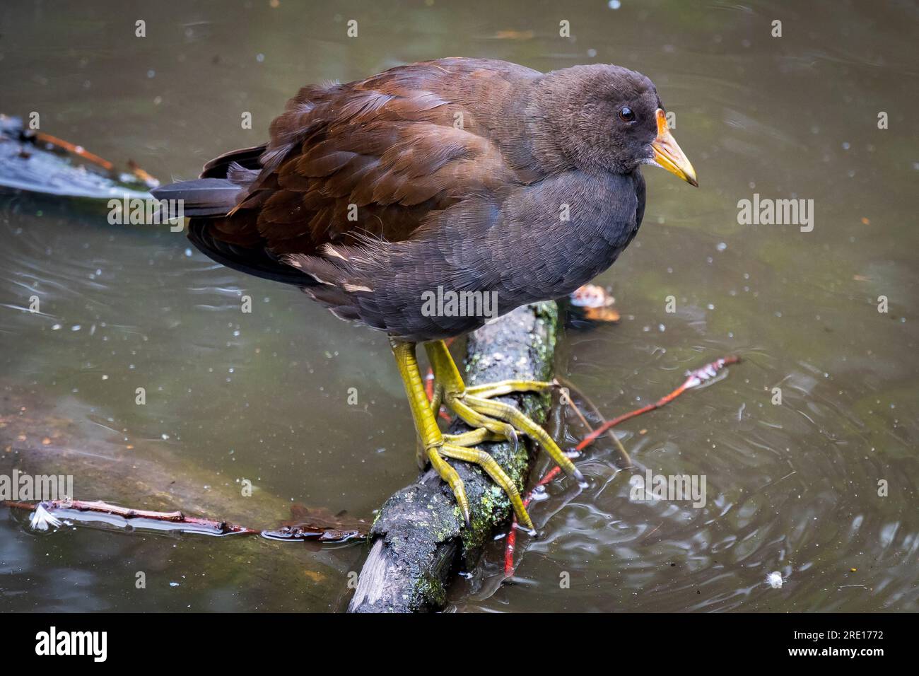 Jungfüßler, der auf dem Stamm im Wasser steht. Stockfoto