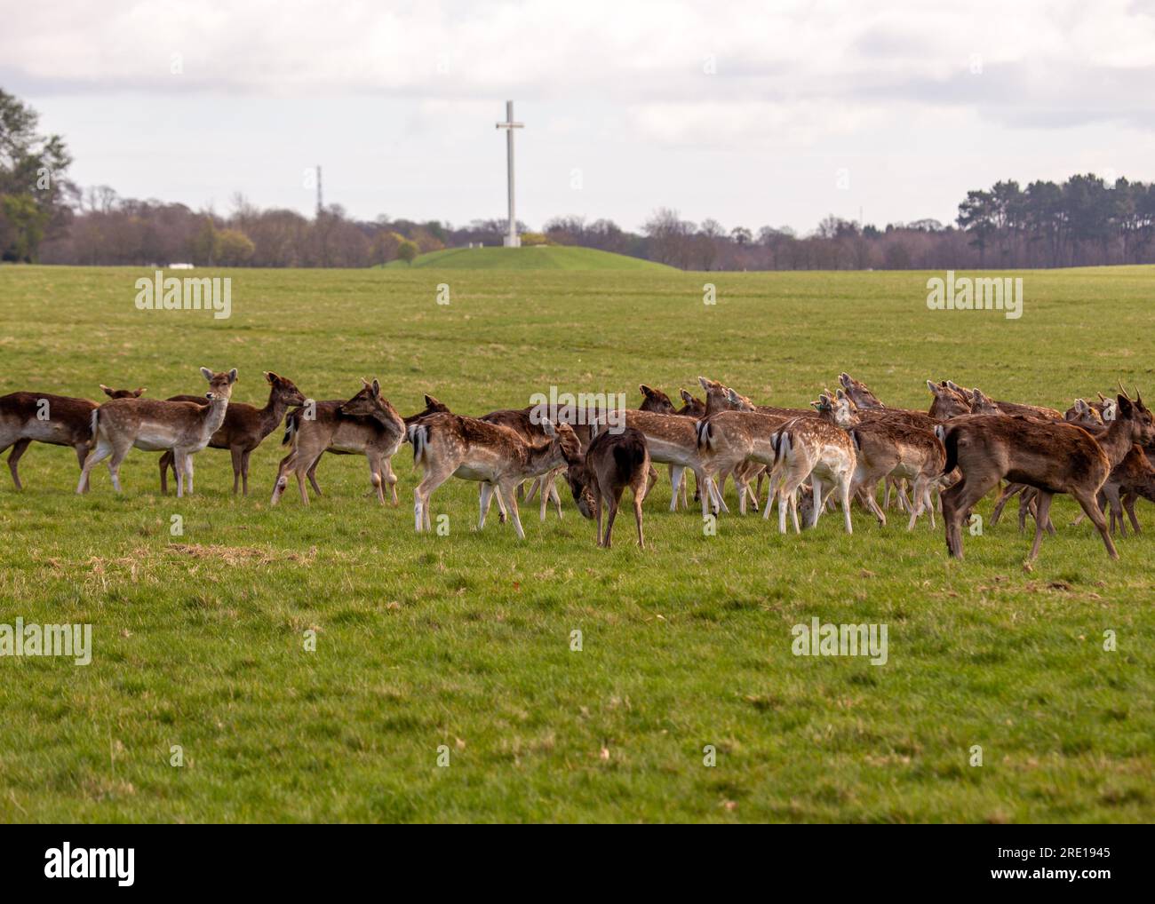 Das Schwarzbrachhirsch mit Ursprung in Europa, einschließlich Irland, schmückt den Phoenix Park, Dublin. Auf diesem Foto wird ein atemberaubendes Damhirsch mit dem IC aufgenommen Stockfoto