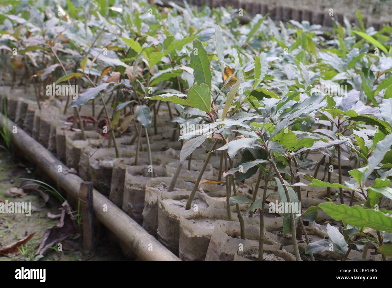 Barringtonia Acutangula Baumpflanze auf dem Hof für die Ernte sind Bargeldfrüchte Stockfoto