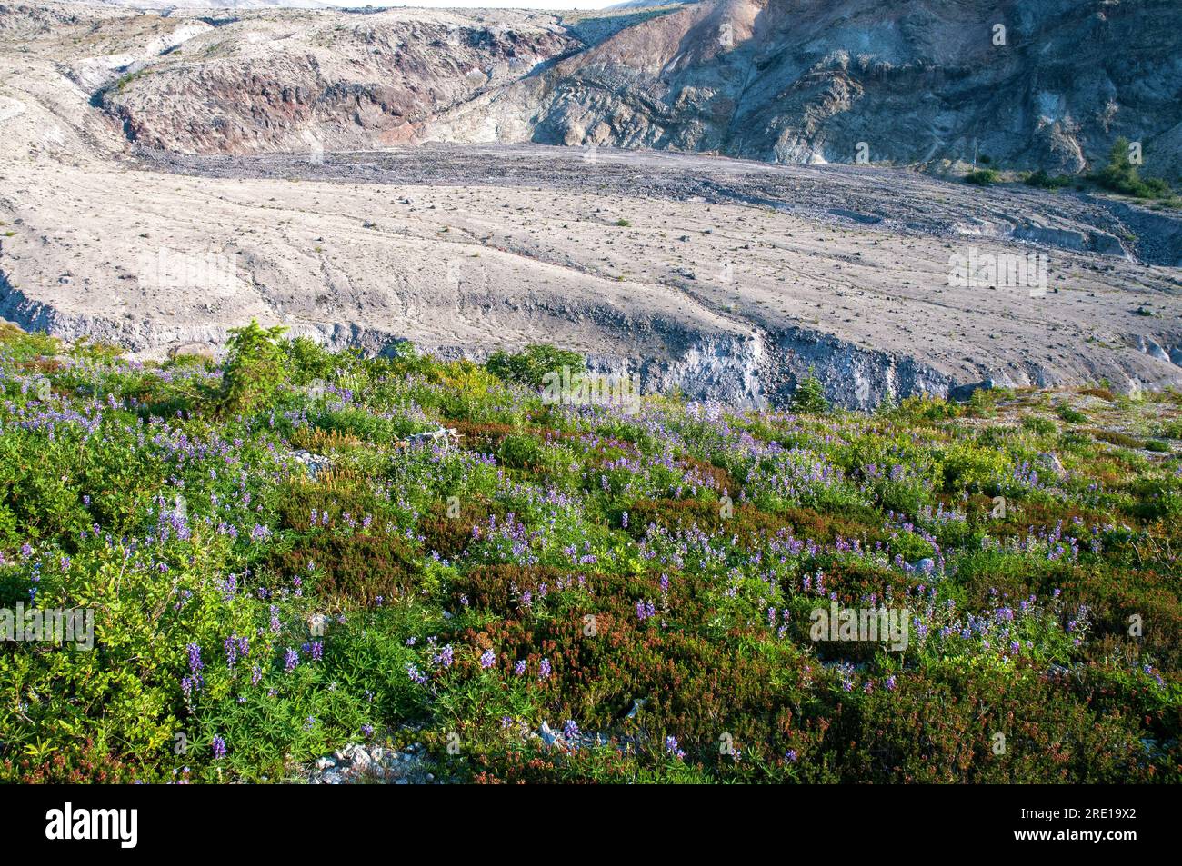 Frühling und Blumen auf Mount Saint Helens, Washington. USA Stockfoto