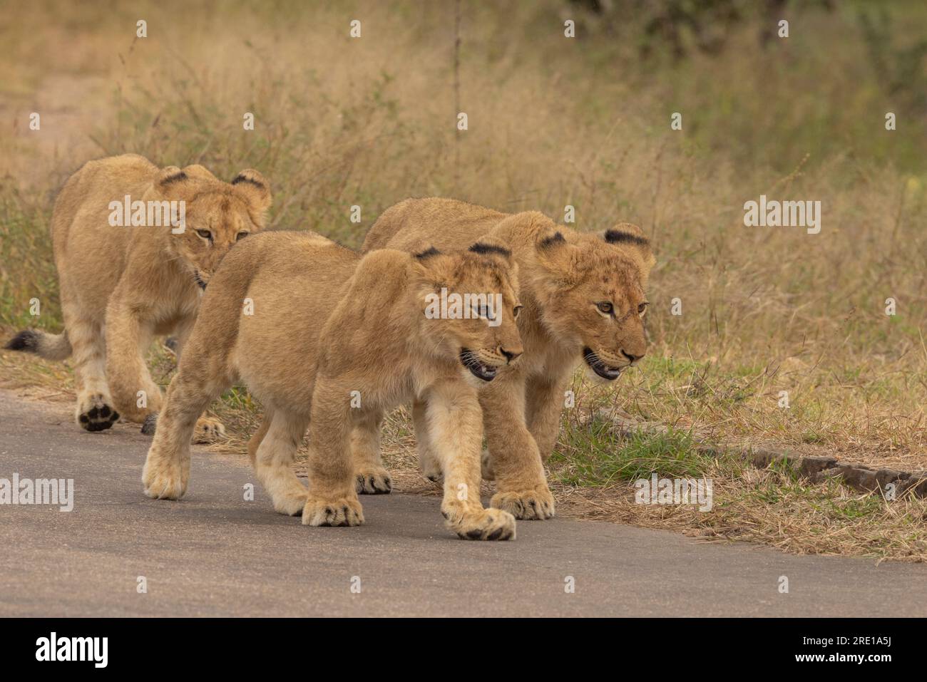 Drei Löwenjungschwestern machen einen zügigen Spaziergang in der Morgensonne im Kruger-Nationalpark, Südafrika Stockfoto