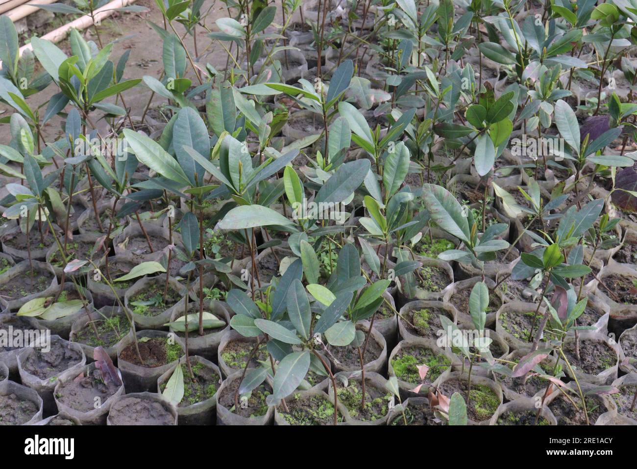 Barringtonia Acutangula Baumpflanze auf dem Hof für die Ernte sind Bargeldfrüchte Stockfoto