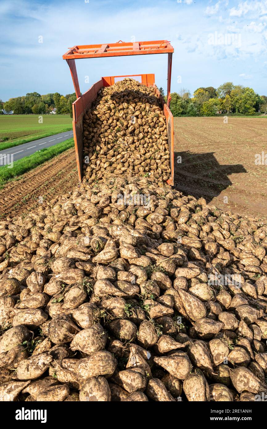 Zuckerrübenernte auf einem Feld im Departement Seeschifffahrt der seine (Nordfrankreich). Traktor entlädt Rübenfänger aus seinem Anhänger, Rübensilo Stockfoto