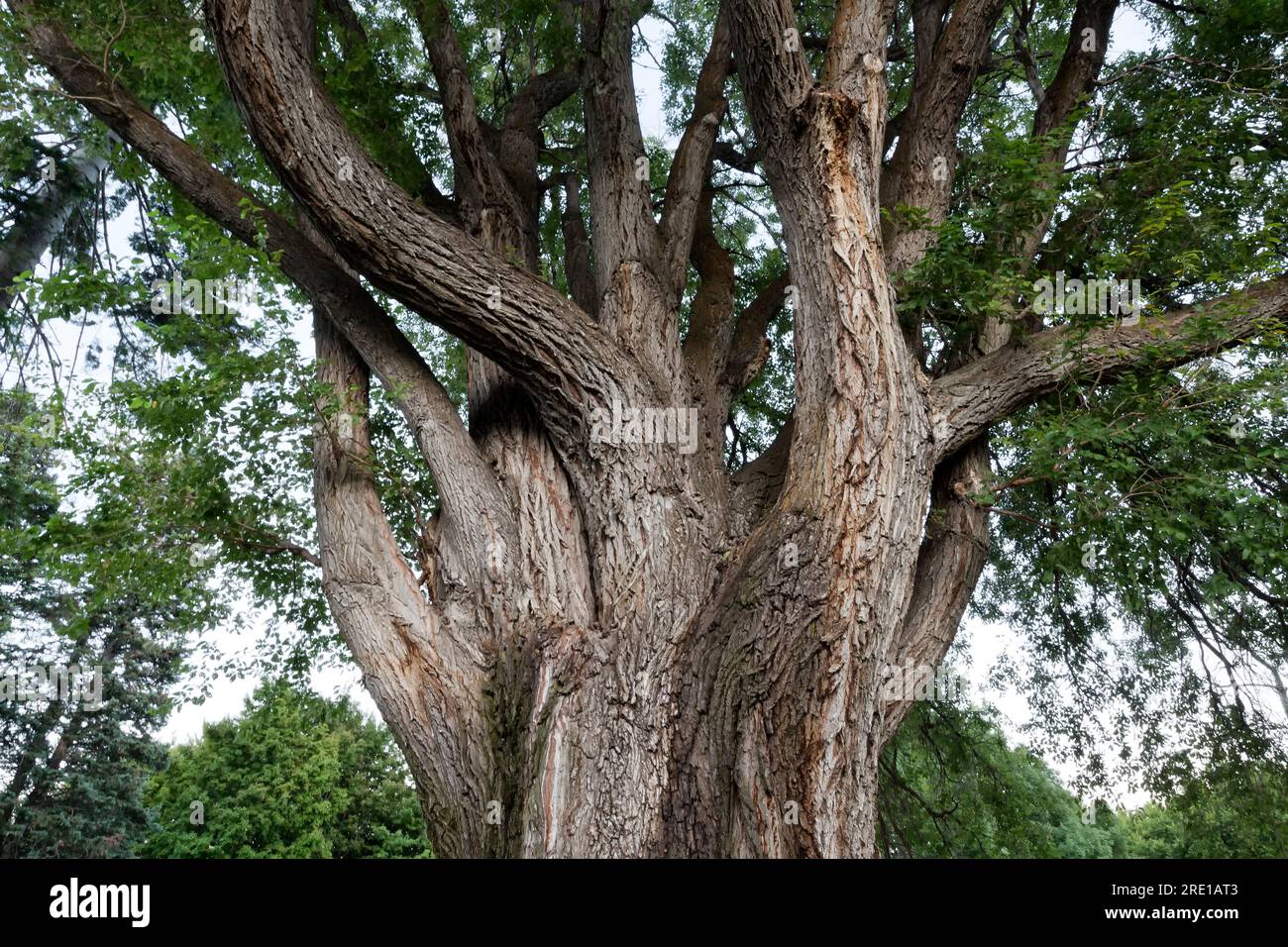 Elm 'Ulmaceae Familie', alter, reifer Baum, Maryhill State Park, Columbia River Gorge, Washington. Stockfoto