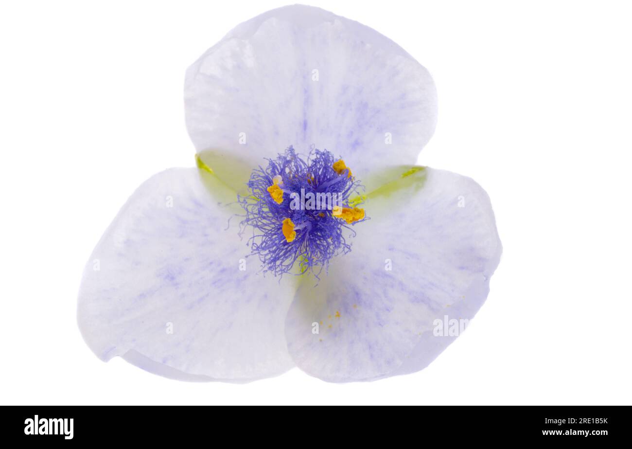 tradescantia-Blüte isoliert auf weißem Hintergrund Stockfoto