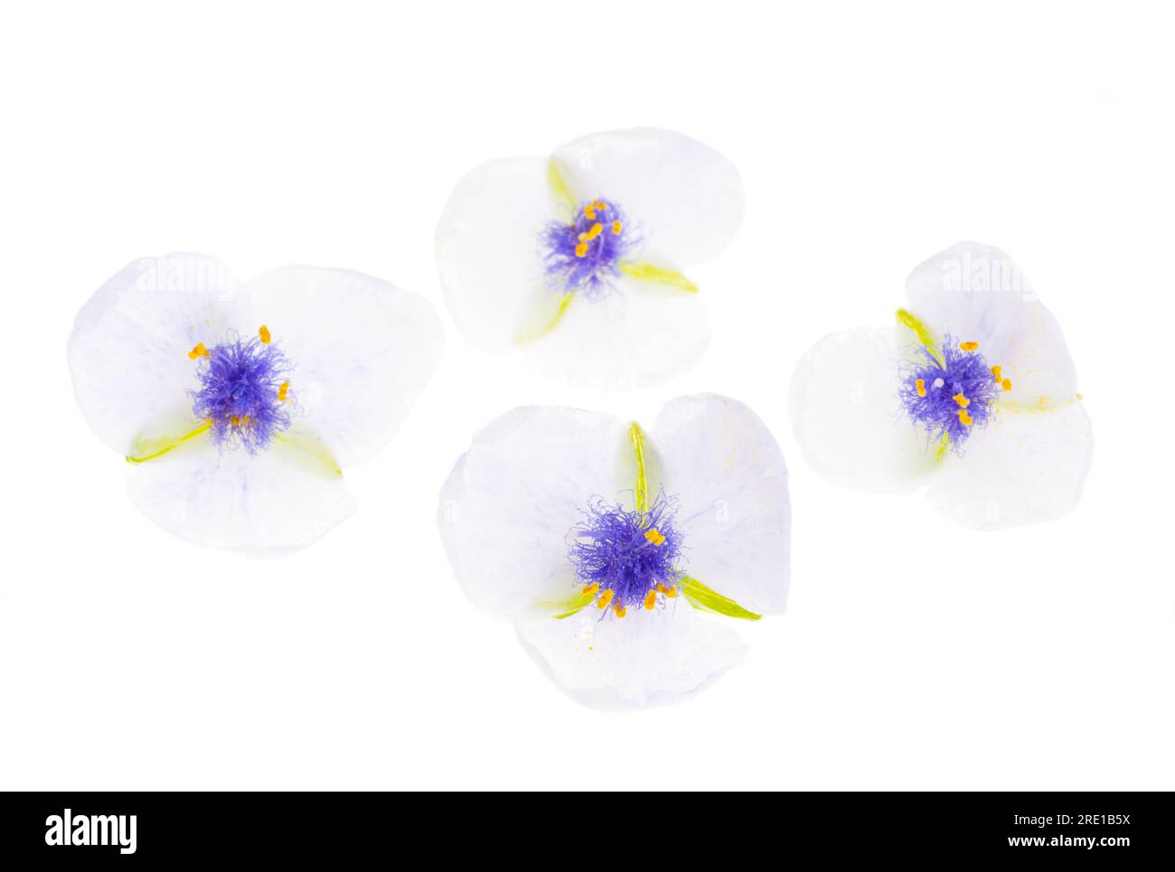 tradescantia-Blüte isoliert auf weißem Hintergrund Stockfoto