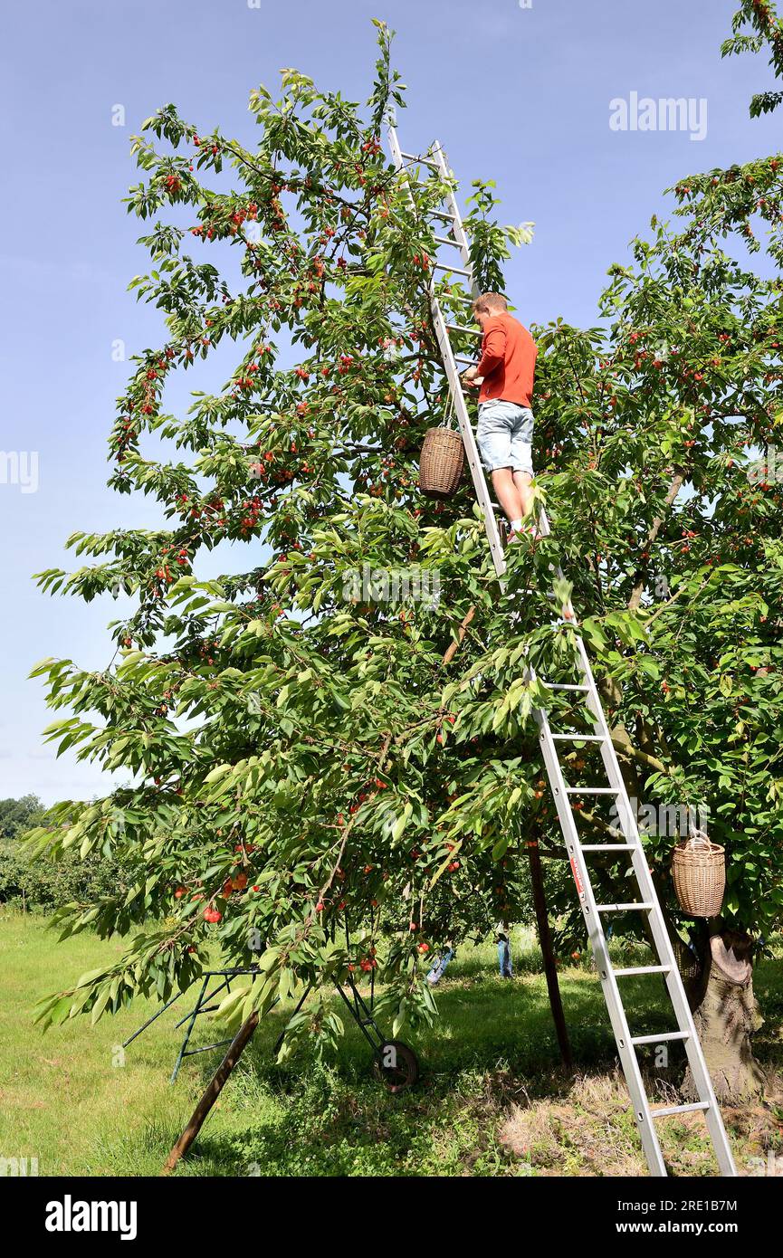 Le Mesnil sous Jumieges: Kirschernte im seine-Tal (Nordfrankreich). Ein Mann, der auf einer Leiter steht und Kirschen von einem Kirschbaum pflückt, prunus AV Stockfoto