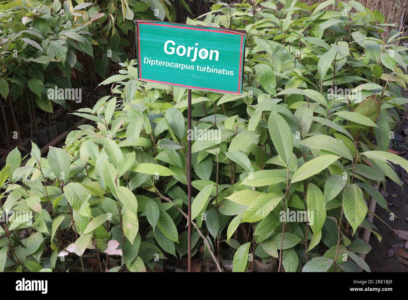 dipterocarpus turbinatus eine wichtige Quelle des Holzes wird häufig in der Sperrholzindustrie verwendet Stockfoto