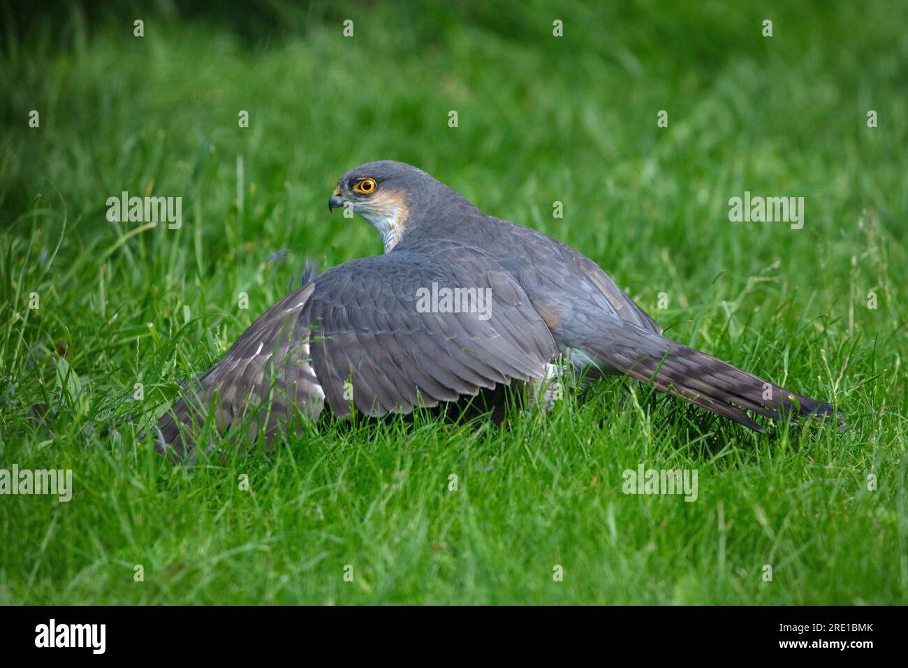 Sparrowkawk auf Töten im englischen Garten Stockfoto